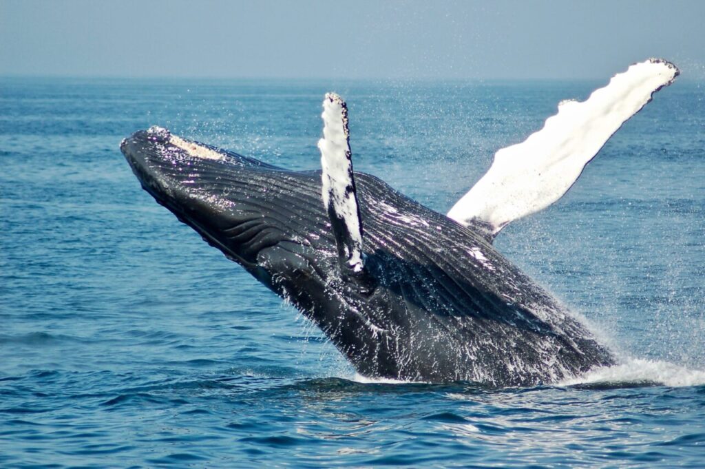 Humpback whale South Africa
