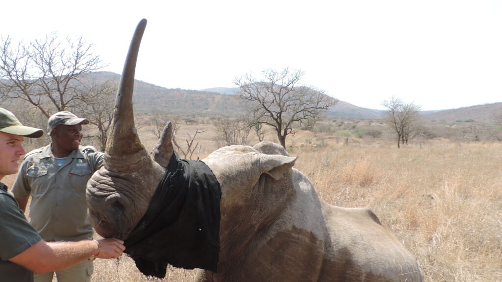 Steve with A female white rhino dehorning